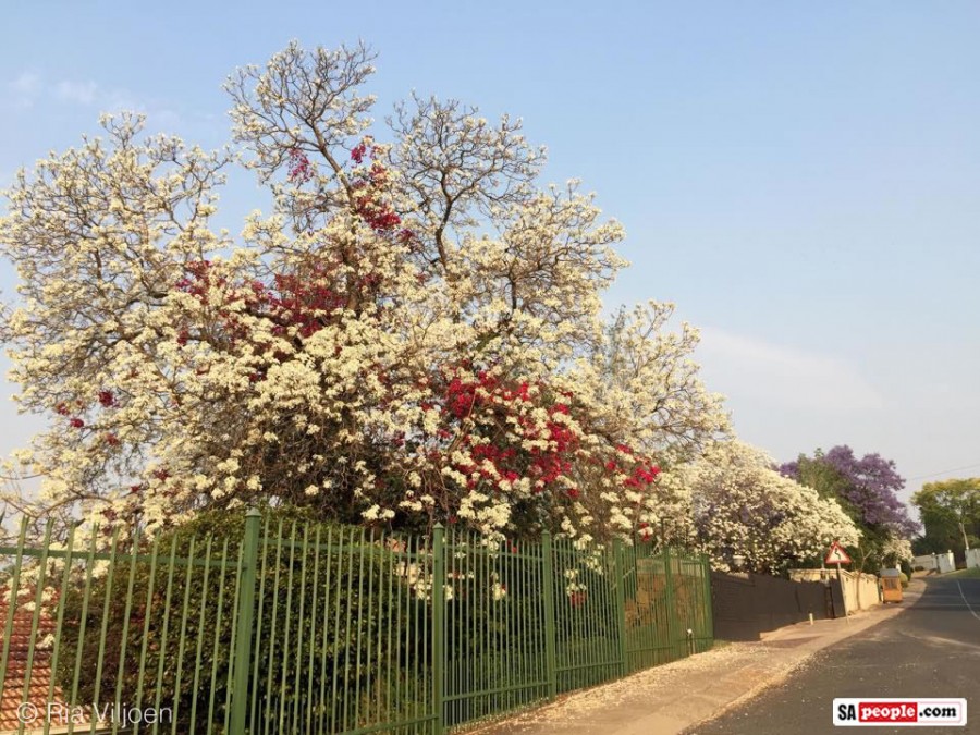 PHOTOS of Pretty Pretoria with a Wondrous Display of White Jacaranda Trees SAPeople