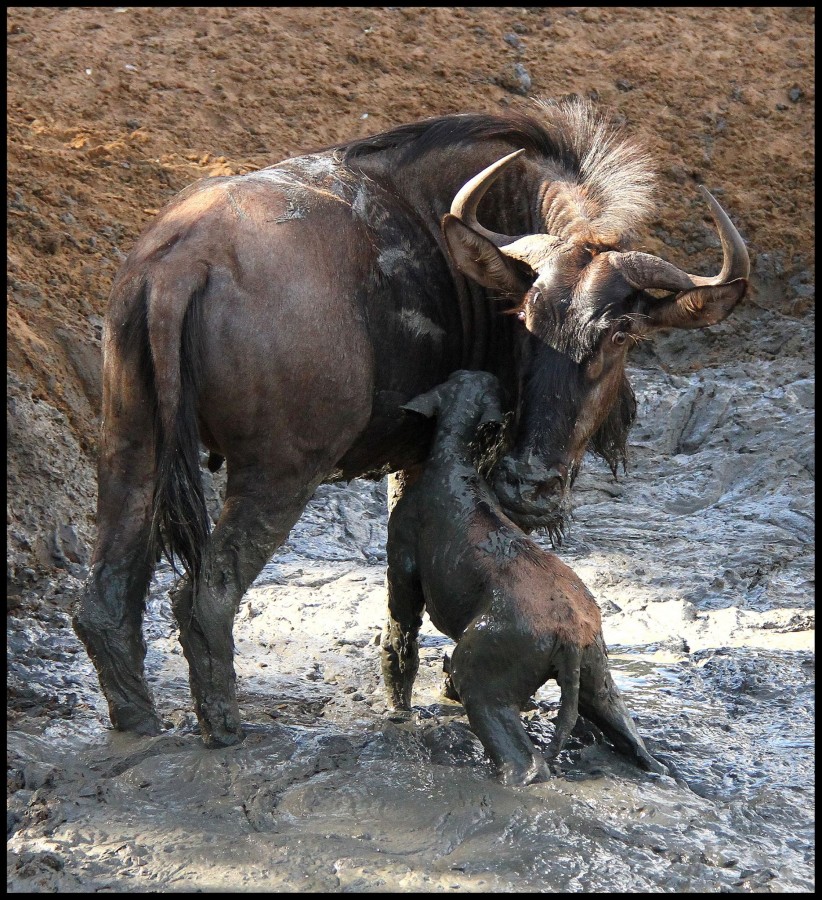 Wildebeest in Mud