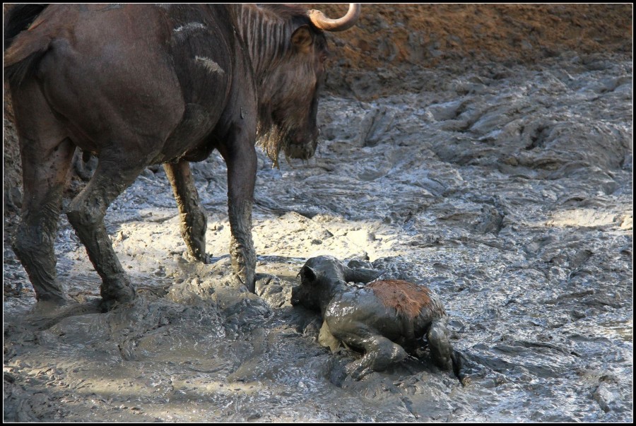 Wildebeest in Mud 