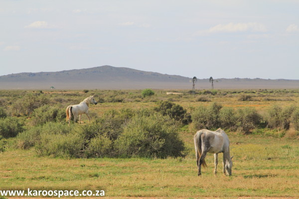 lowroads0009 karoo diary