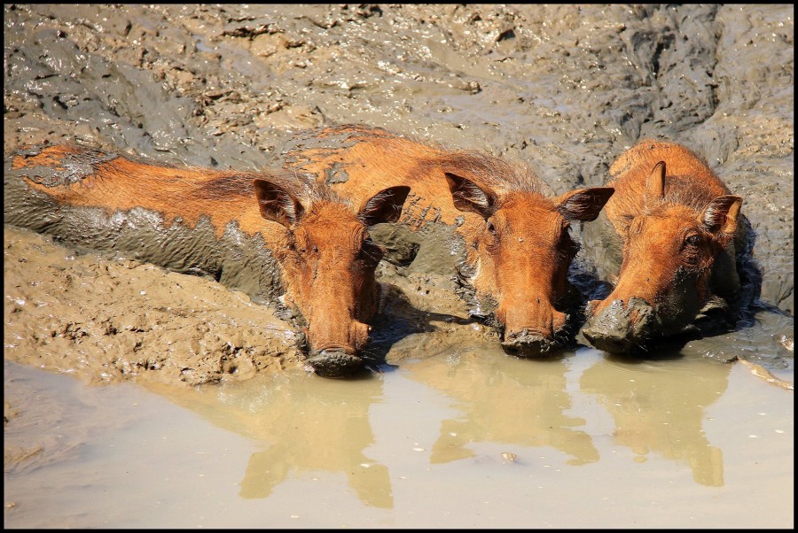 Happy as warthogs in mud... Happy as warthogs in mud...