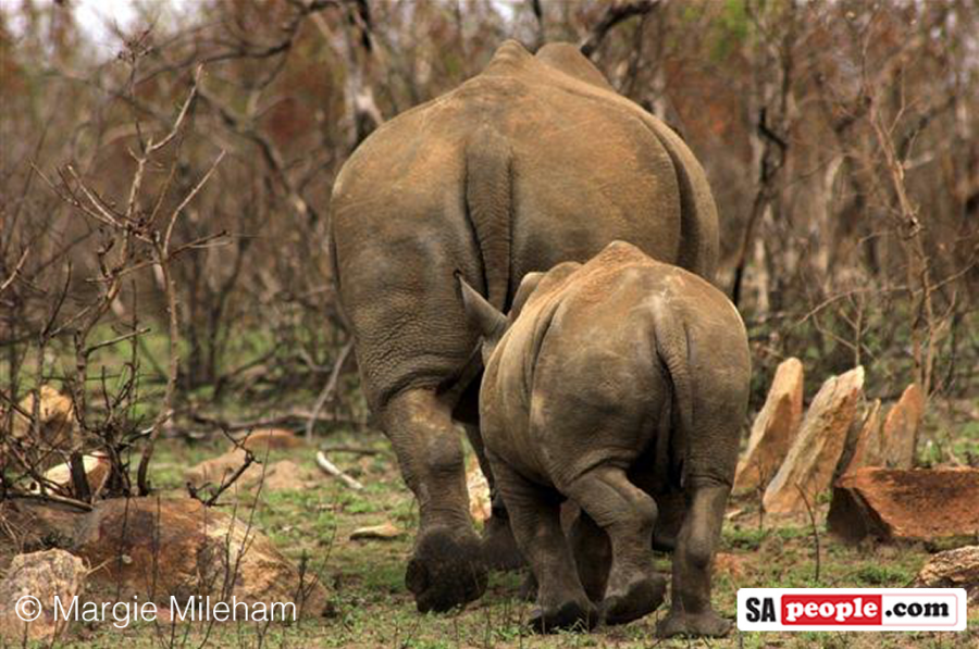 Rhino March Rhino March