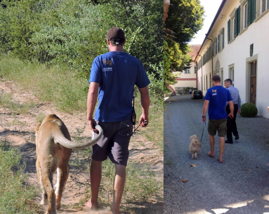 Gruener walking with lion and dog Gruener walking with lion and dog