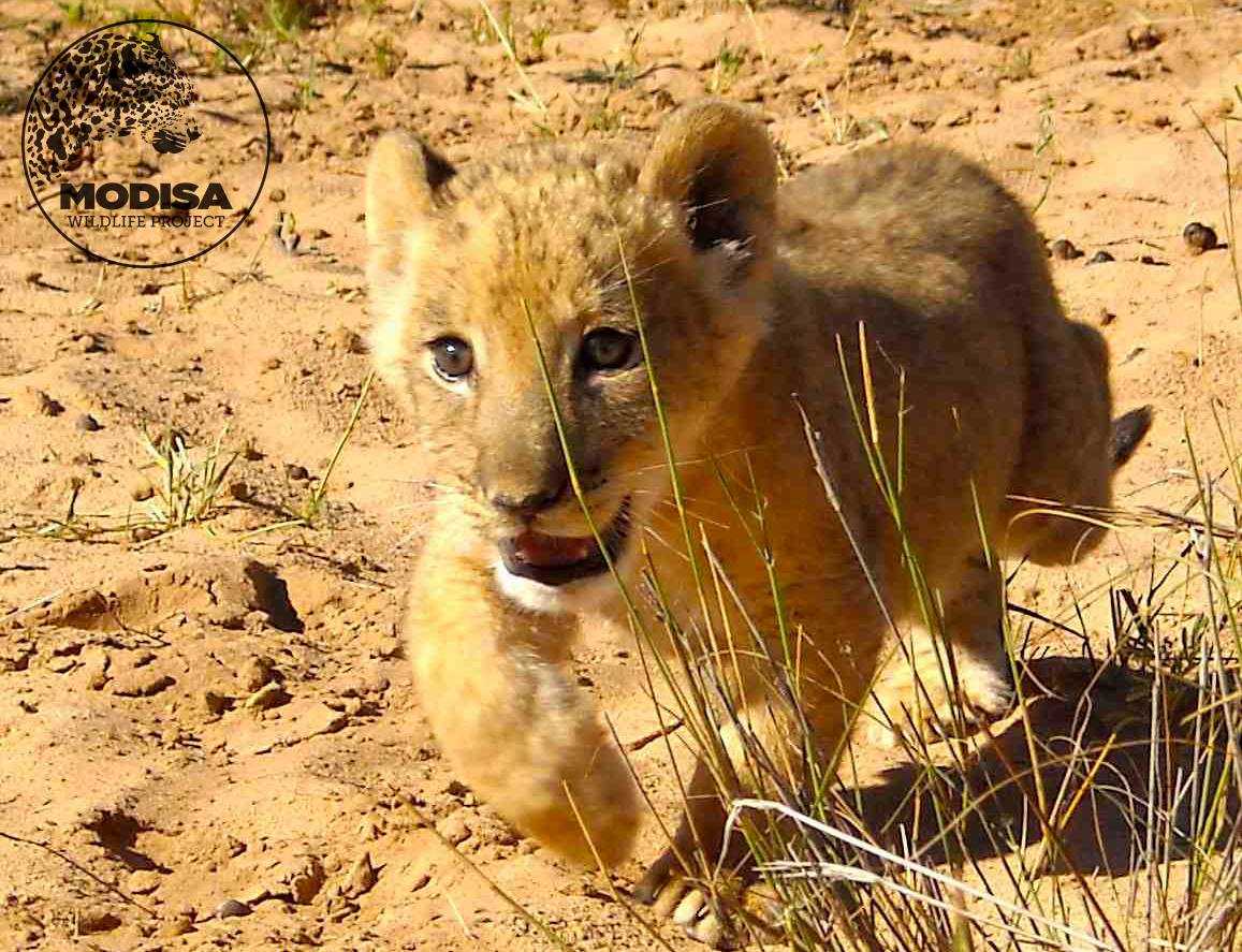Sirga as a cub Sirga as a cub