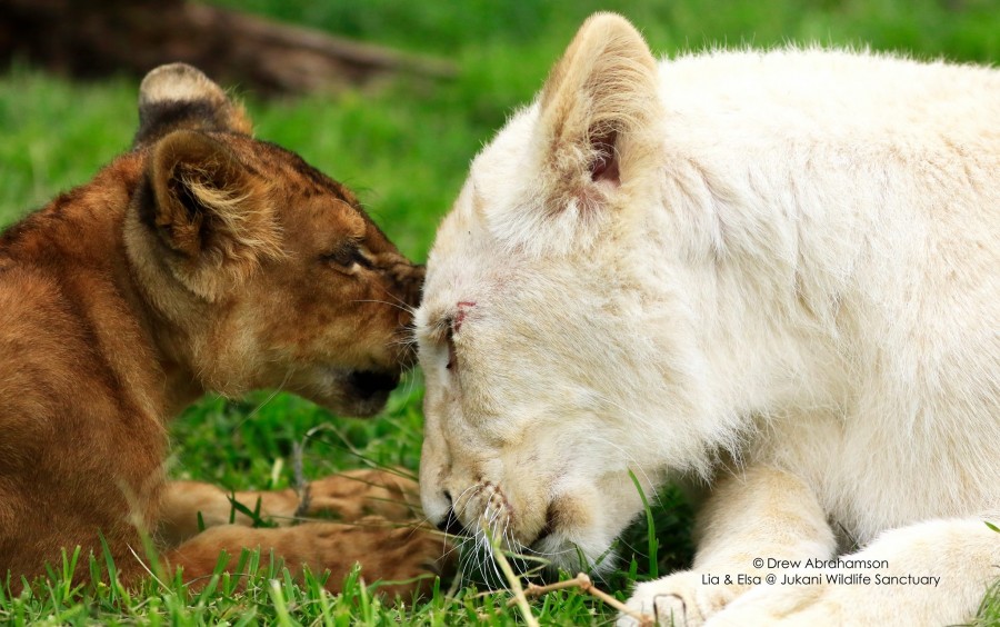 Lia Lion fickt zum Dank mit ihrem Onkel Lia Lion fickt zum Dank mit ihrem Onkel