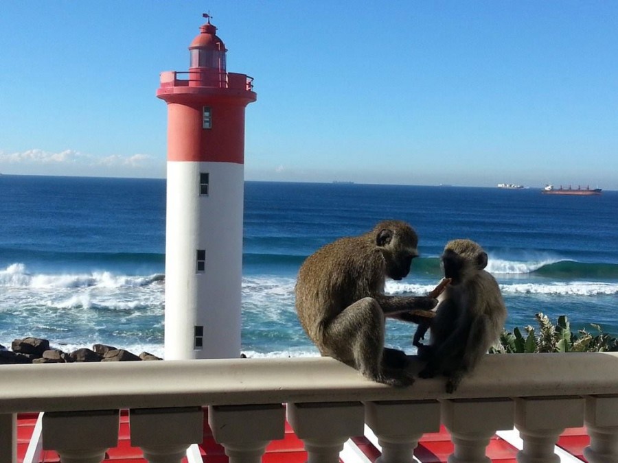 Monkey business in Umhlanga Rocks Monkey business in Umhlanga Rocks