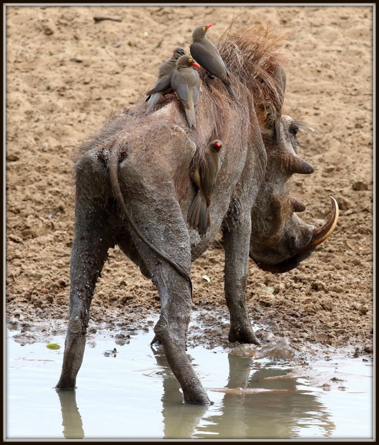 Warthog in drought