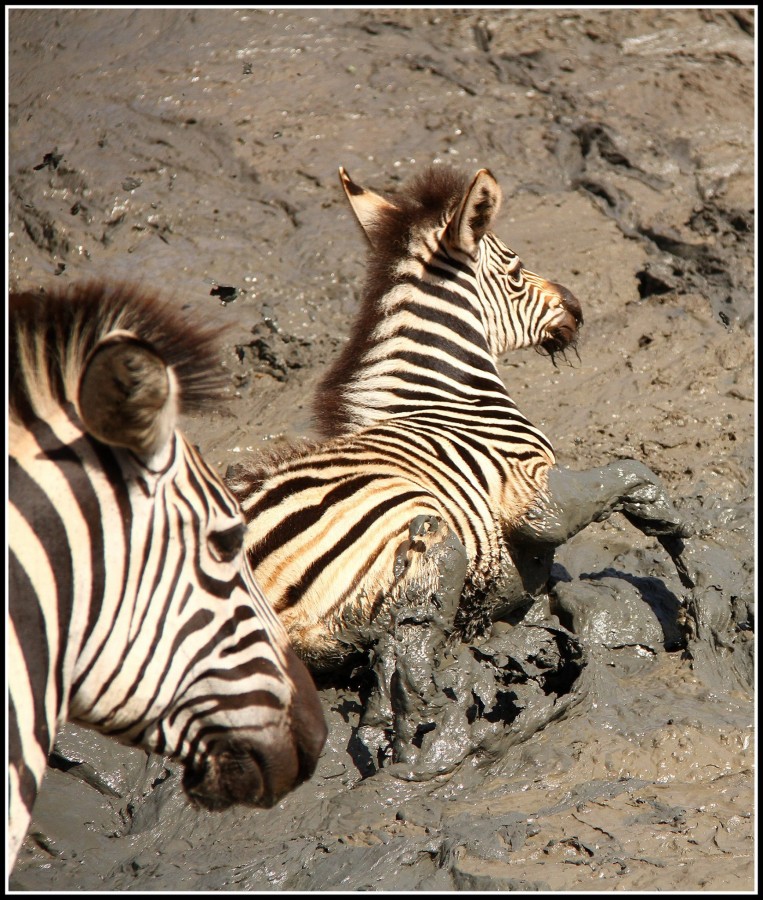 Zebras in mud