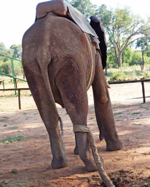 Elephant ride in southern Africa Elephant ride in southern Africa