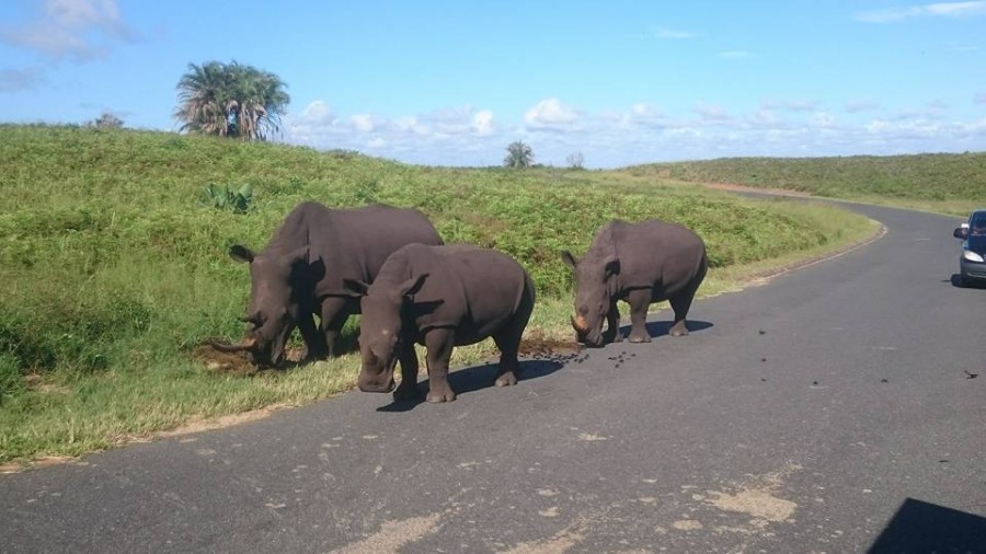 Rhinos slaughtered in KZN Rhinos slaughtered in KZN
