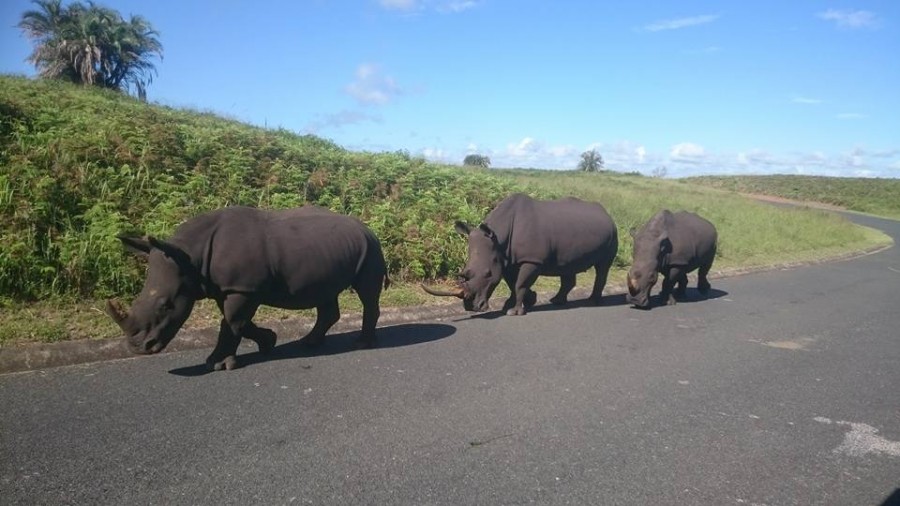 Rhinos slaughtered in KZN2 Rhinos slaughtered in KZN