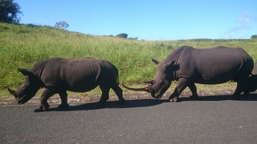 Rhinos slaughtered in KZN3 Rhinos slaughtered in KZN