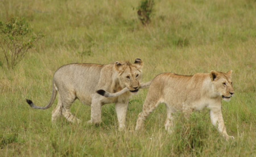 Lions in the Kruger National park