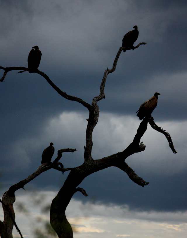 Vultures waiting for a meal, Madikwe Game Reserve, South Africa