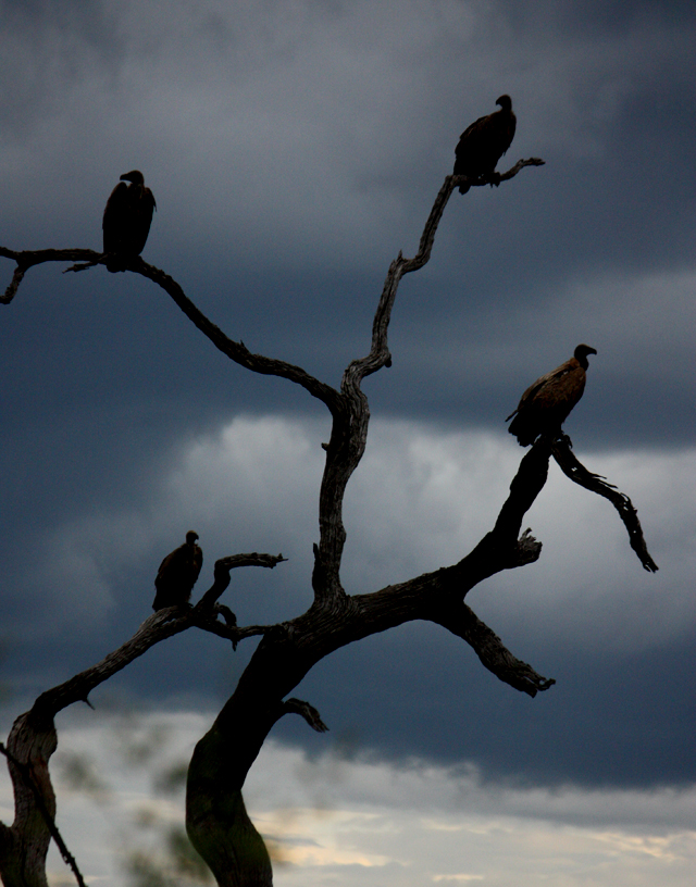 Vultures waiting for a meal, Madikwe Game Reserve, South Africa Vultures waiting for a meal, Madikwe Game Reserve, South Africa