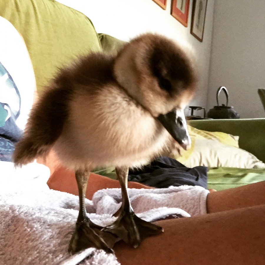 gosling cape town gosling cape town