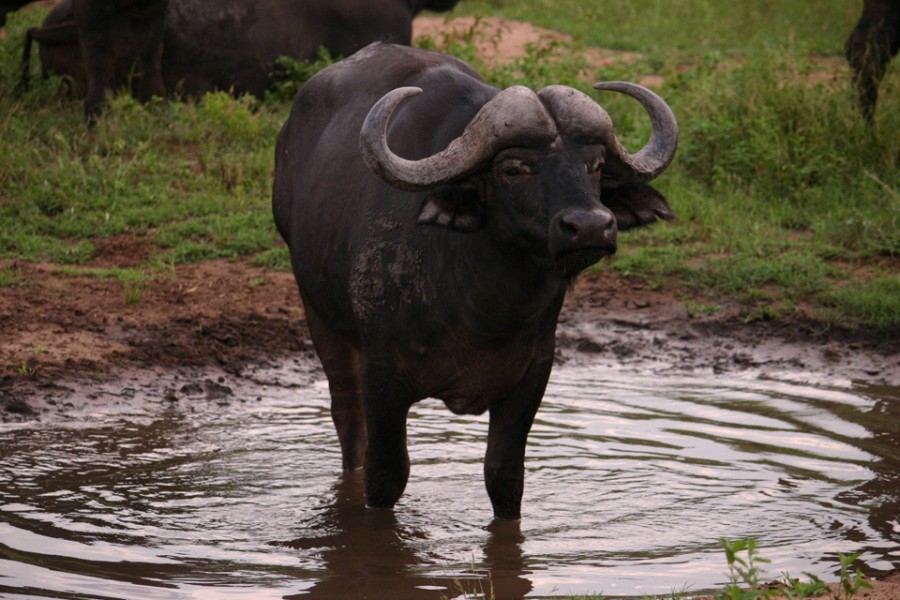 Buffalo sighting near Kitara Camp, Klaserie Game Reserve, South Africa