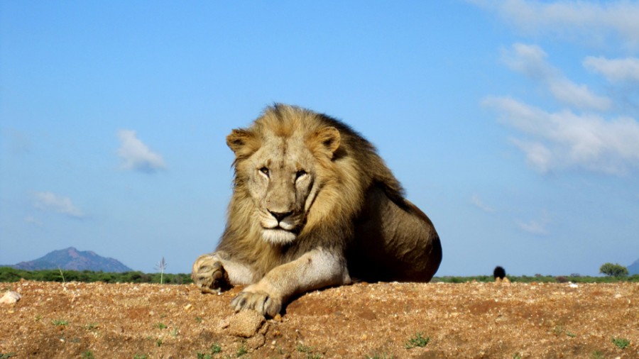 Lion at Tau