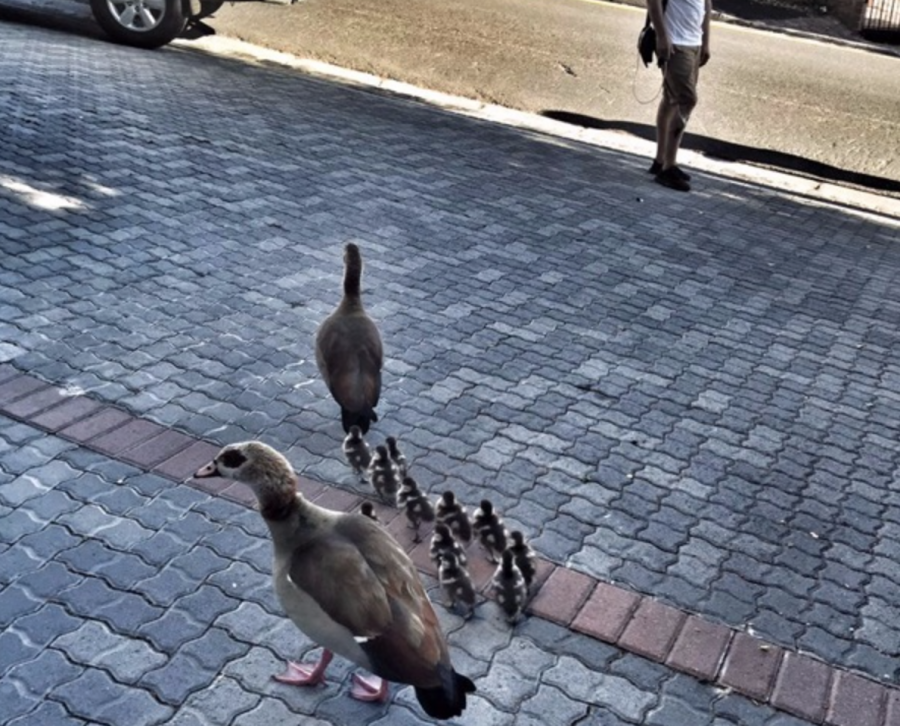 geese