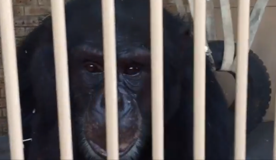 Escaped Chimp Goes Walkabout in Pretoria Before Capture - SAPeople