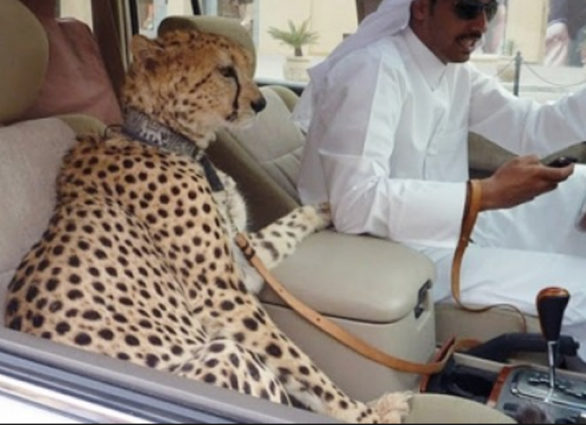 cheetah uae cheetah uae