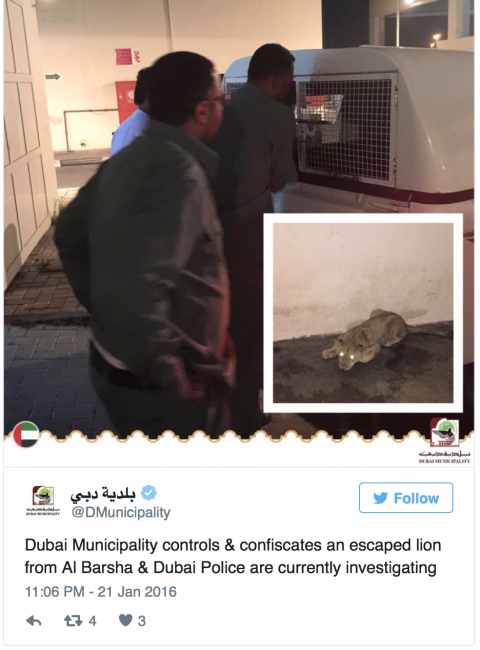 lion dubai lion dubai