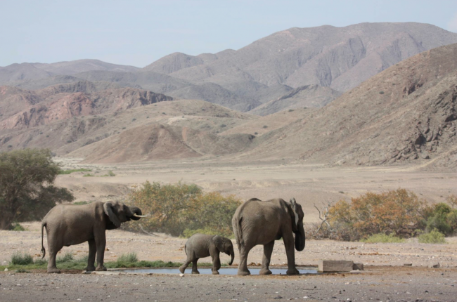 namibia elephant namibia elephant
