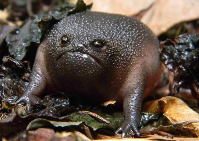 black rain frog black rain frog