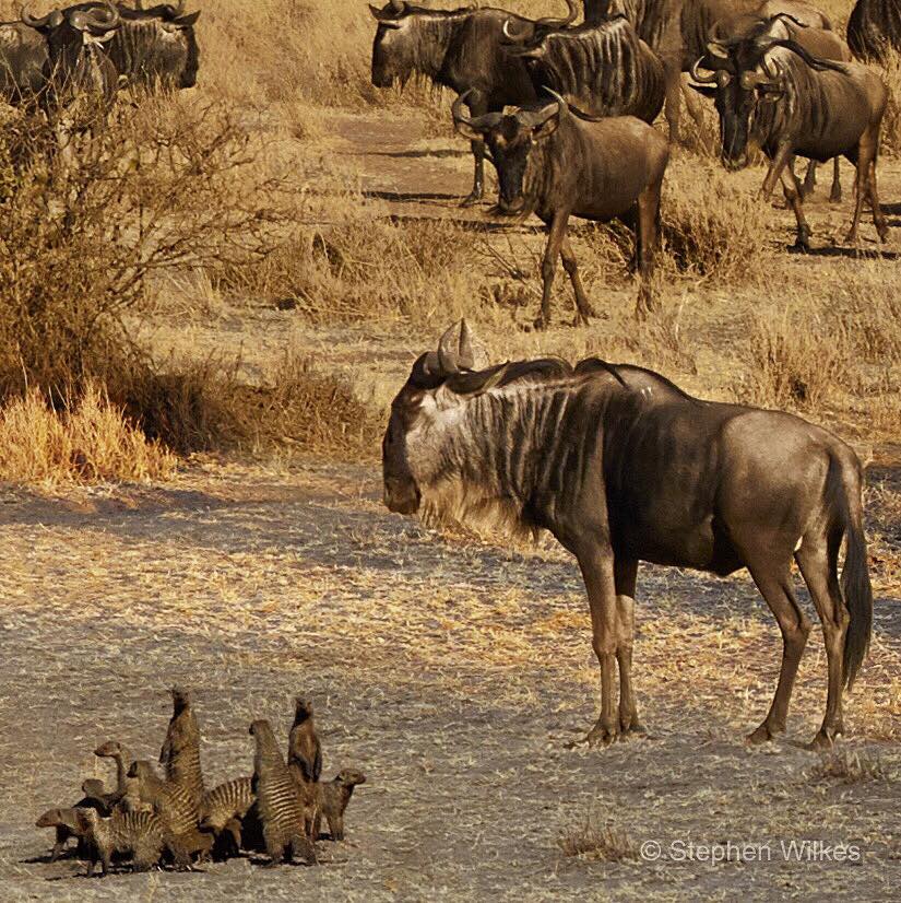Wildebeest Tanzania Day to Night Serengeti