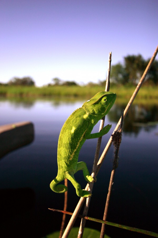 Chameleon crossing the Okavango, Botswana
