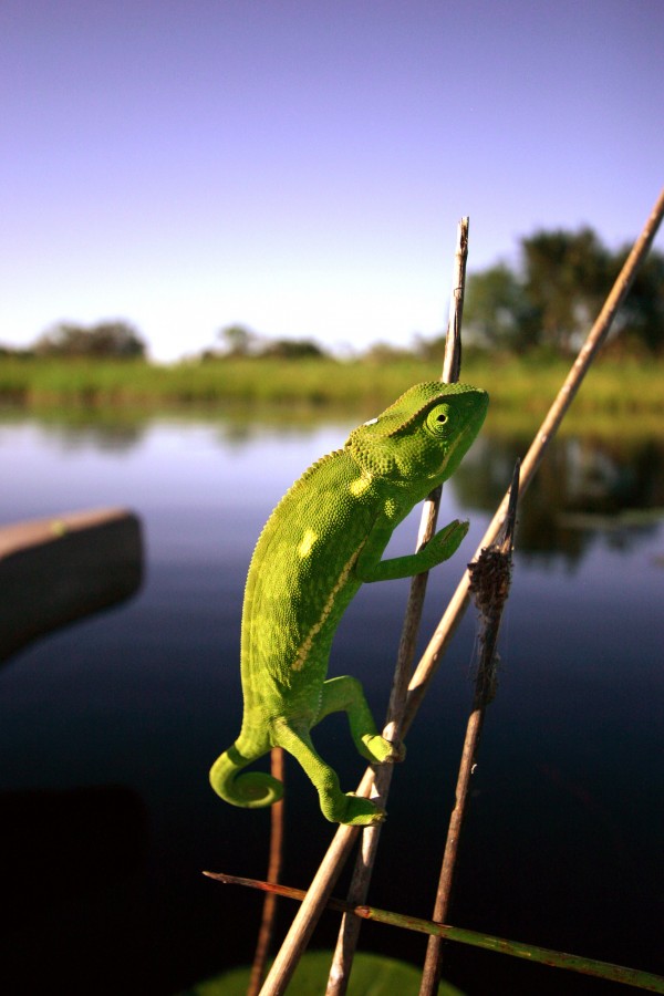 Chameleon crossing the Okavango, Botswana Chameleon crossing the Okavango, Botswana
