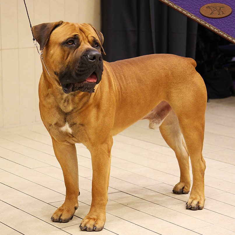 boerboel puppy the south boerboel makes a debut at westminster sapeople your worldwide boerboel puppy the south boerboel makes a debut at westminster sapeople your worldwide