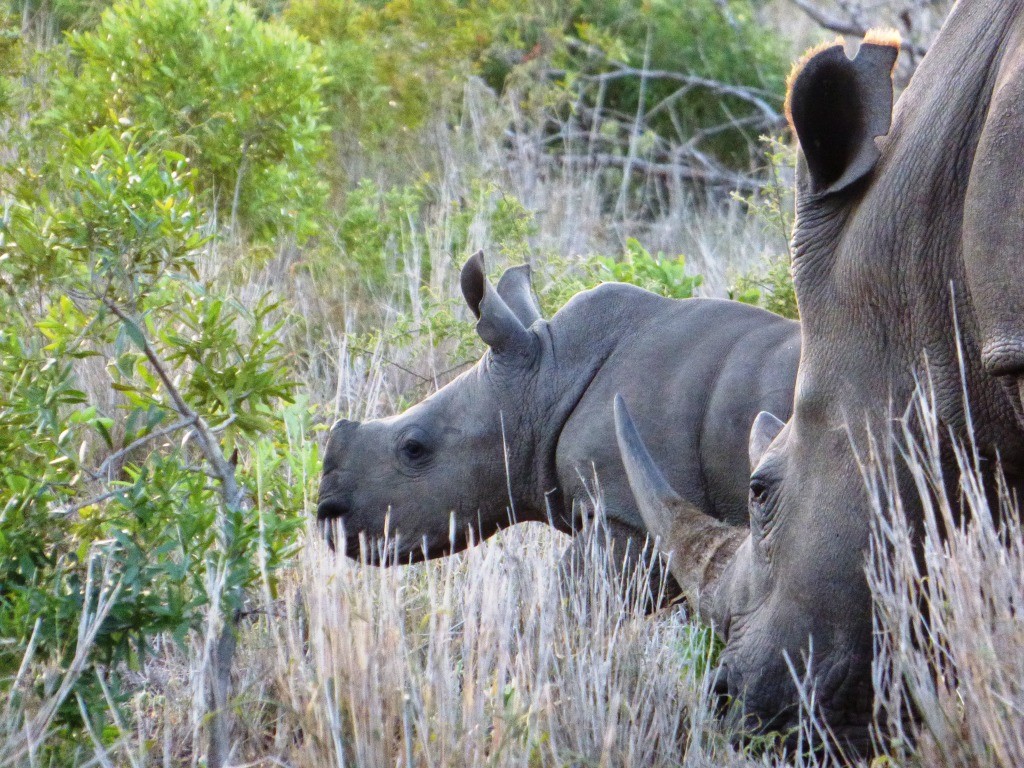 Rhino South Africa Rhino South Africa