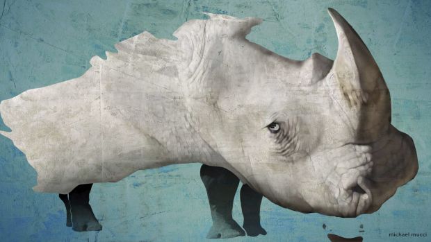 Rhino Rhino