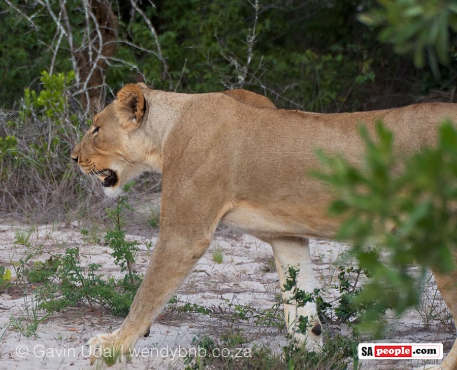 Lioness KwaZulu-Natal
