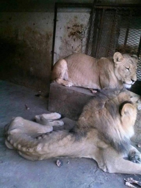 Part of the group of <b>lions</b> in Taiz <b>Zoo</b>. Source: Taiz <b>Zoo</b>.