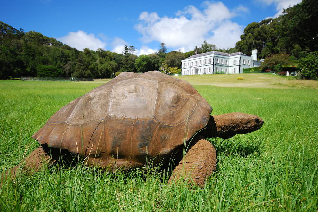 Jonathan-at-Plantation-House-StHelena-Tourism st helena