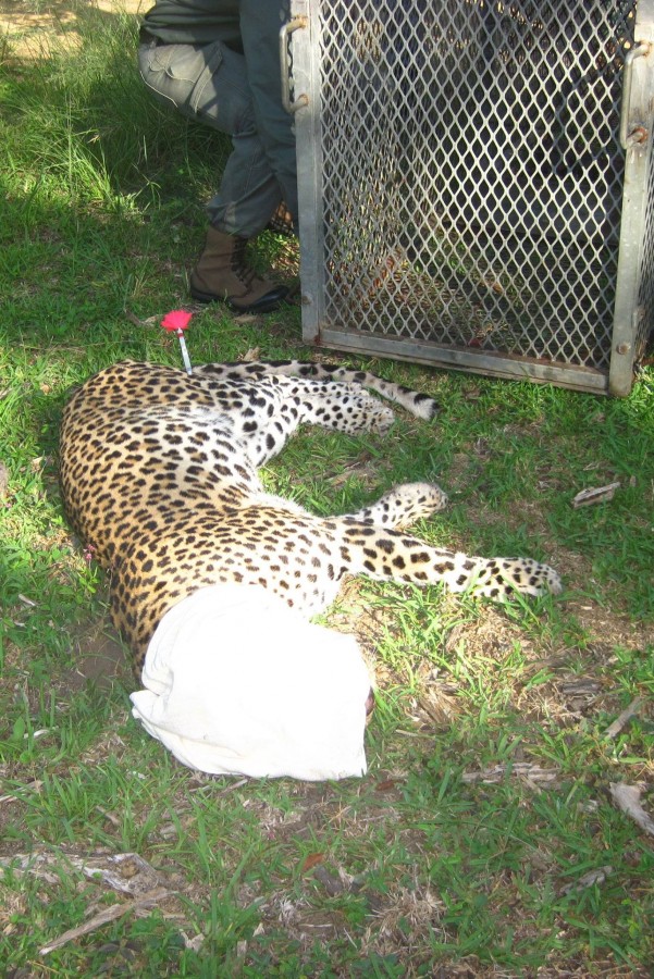 Leopard in KZN