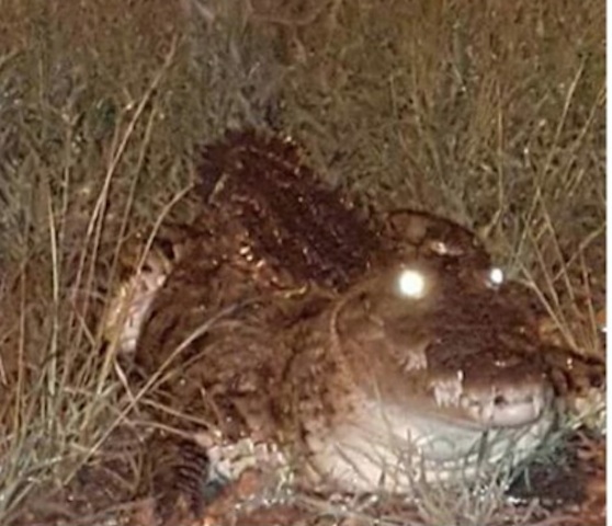 crocodile crocodile