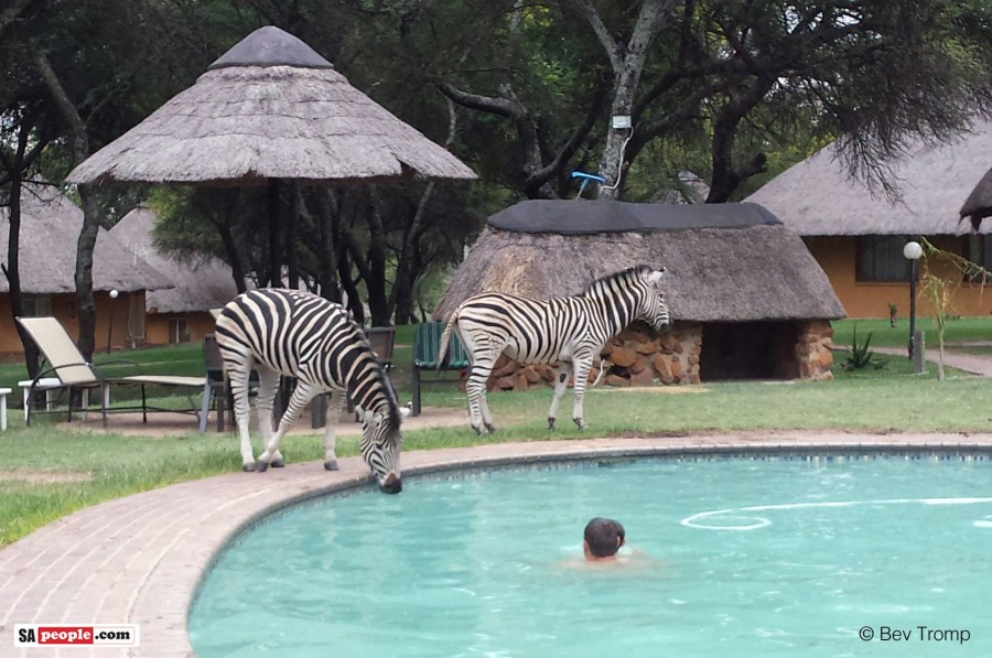 Zebras at swimming pool