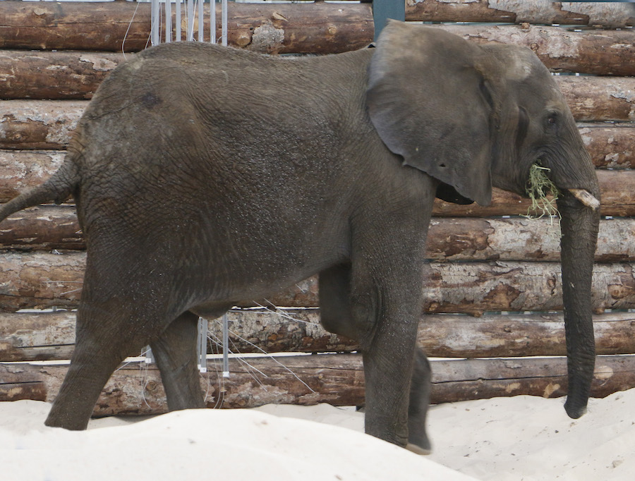 elephant dallas zoo elephant dallas zoo