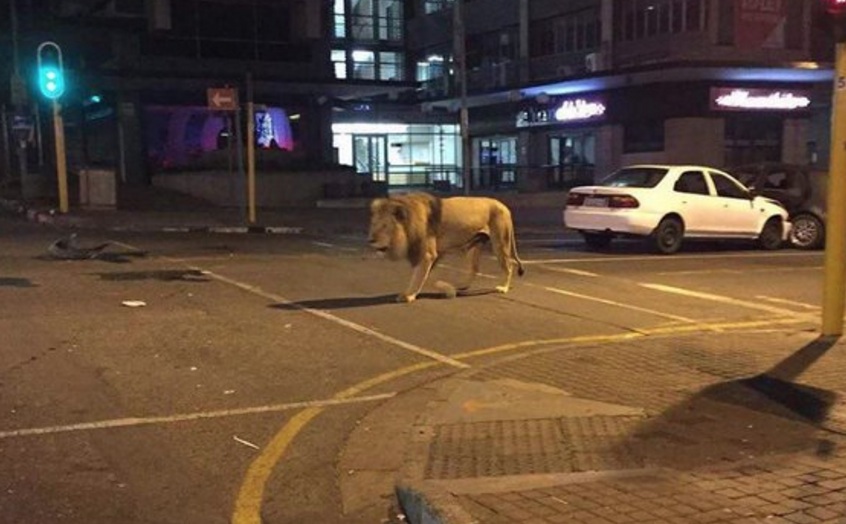 Screen Shot 2016-04-15 at 5.16.40 PM braam lion