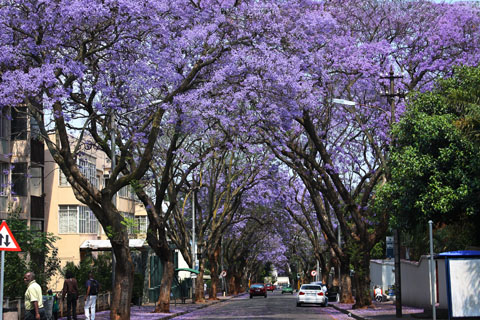 jacarandas2 Jacarandas in Johannesburg