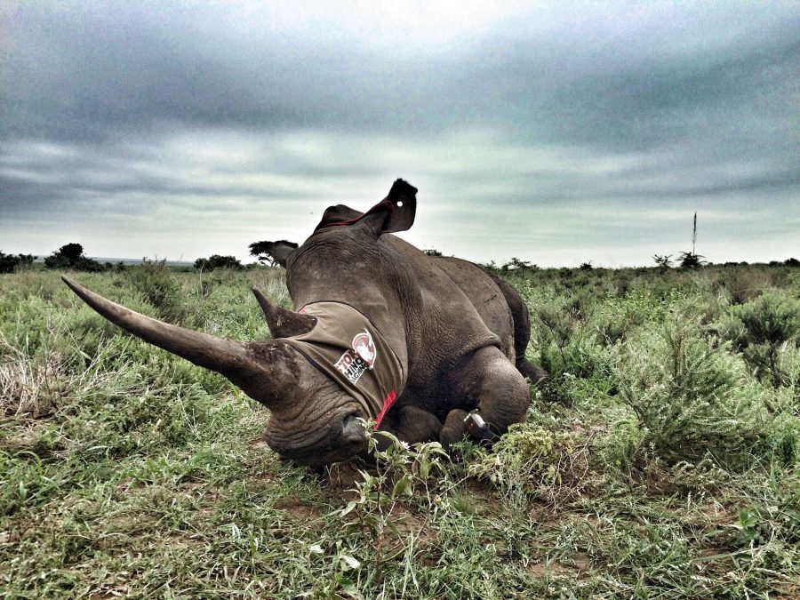 Rhino horn