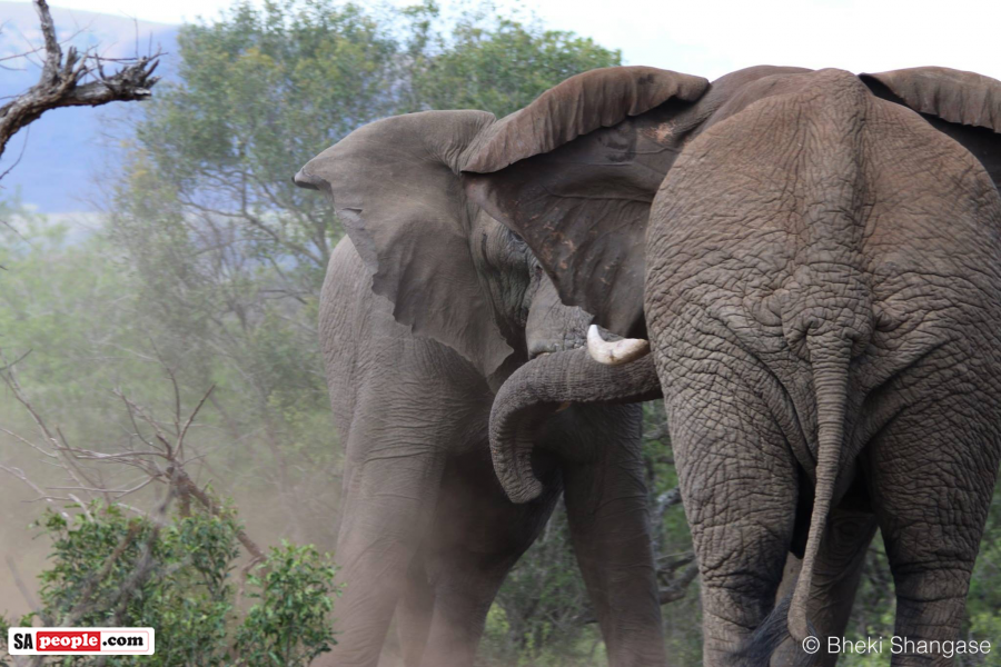 PICTURES Elephants Battle It Out Tusk to Tusk SAPeople Worldwide South African News
