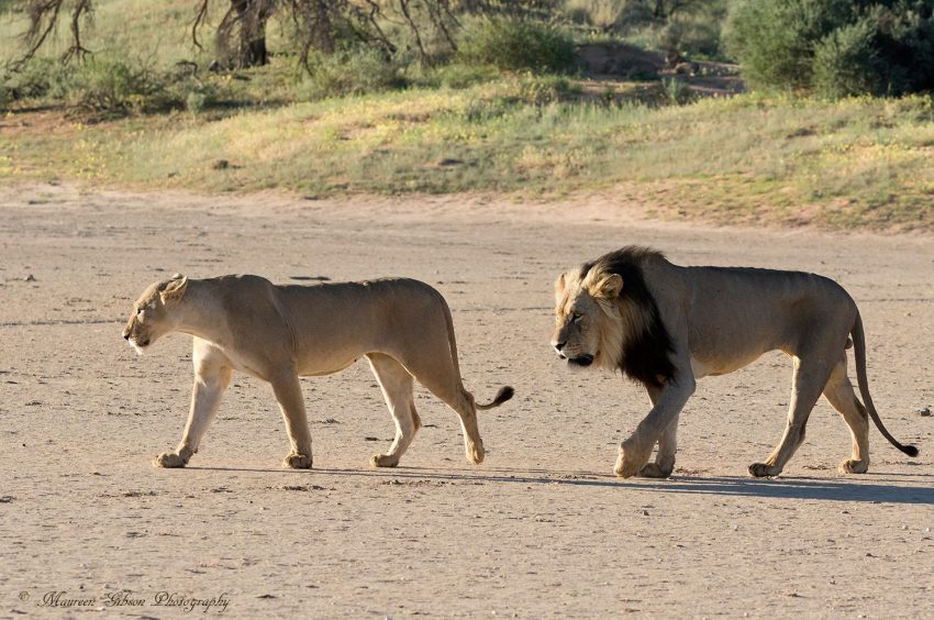kgalagadi