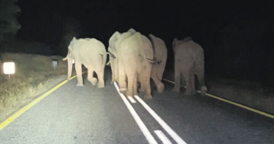 http://www.sapeople.com/wp-content/uploads/2016/06/Elephants-in-road-at-Hoedspruit-900x472.jpg