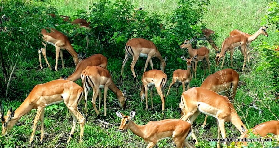 Impala