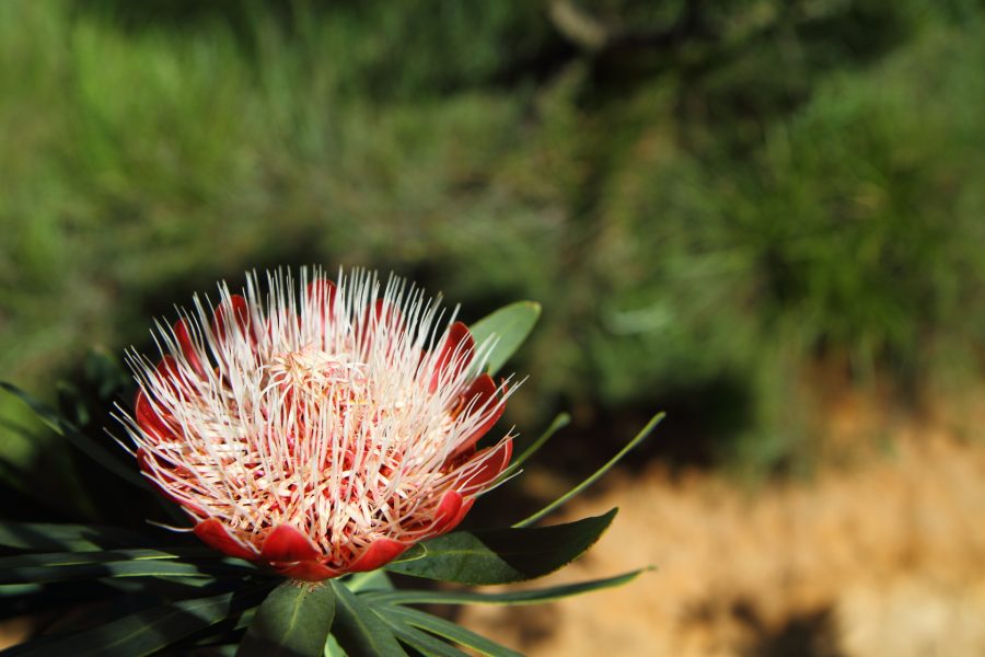 South Africa 1