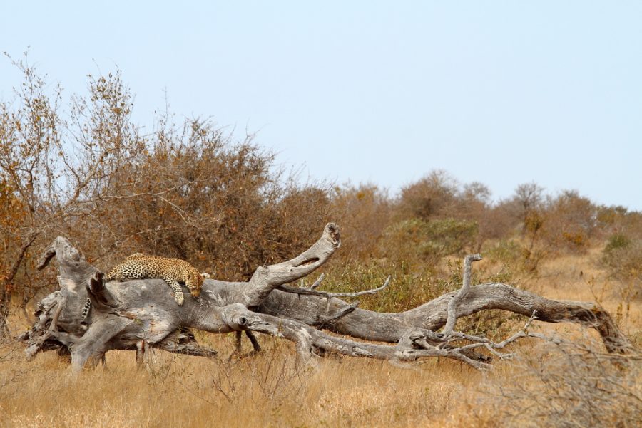 South Africa 12